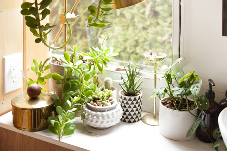 اشتباهات رایج در مورد گل و گیاهان آپارتمانی