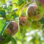 6 مورد از مهم‌ترین آفات درخت سیب