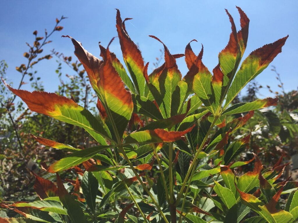 5 راهکار طلایی برای مراقبت از گیاهان در تابستان!!