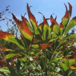 5 راهکار طلایی برای مراقبت از گیاهان در تابستان!!