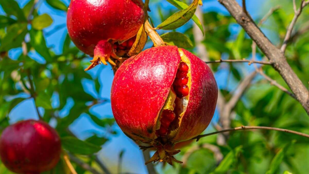 ترک خوردن انار