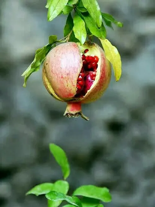 ترک خوردن انار