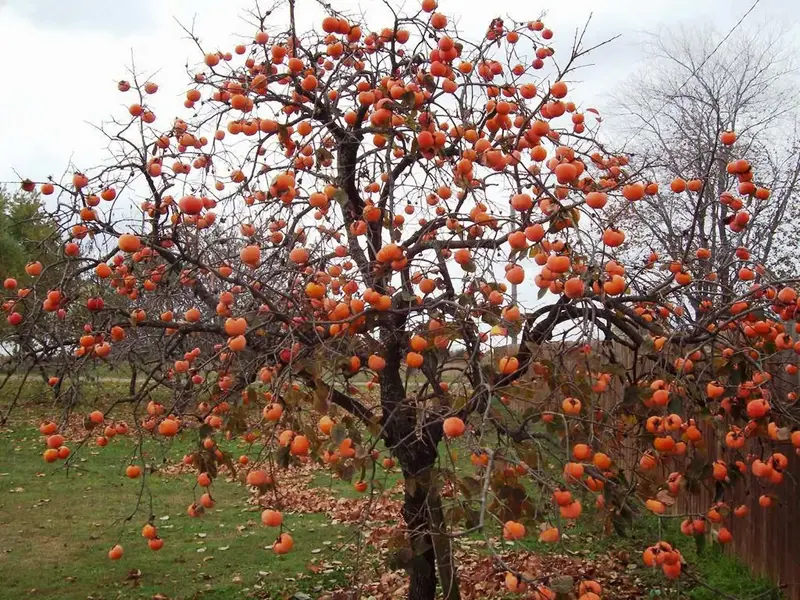 راهکار های عملی برای پرورش و نگهداری میوه خرمالو و درخت خرمالو نر و ماده در ایران