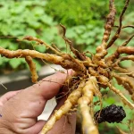 علائم آلودگی نماتد در پسته چیست؟ بررسی کامل نشانه‌ها و راهکارها