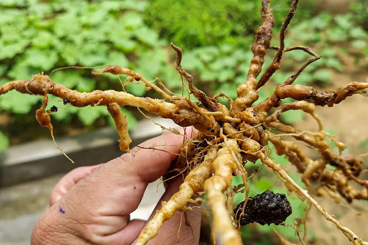 علائم آلودگی نماتد در پسته چیست؟ بررسی کامل نشانهها و راهکارها علائم آلودگی نماتد در پسته چیست؟ بررسی کامل نشانهها و راهکارها