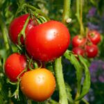 نماتد گوجه | راهنمای کامل کنترل و بهترین نماتدکش برای گوجه فرنگی