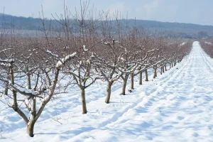 اقدامات باغ پسته در بهمن و اسفند