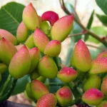 چگونه اقدامات باغ پسته در زمستان بر باردهی اثر می‌گذارد؟